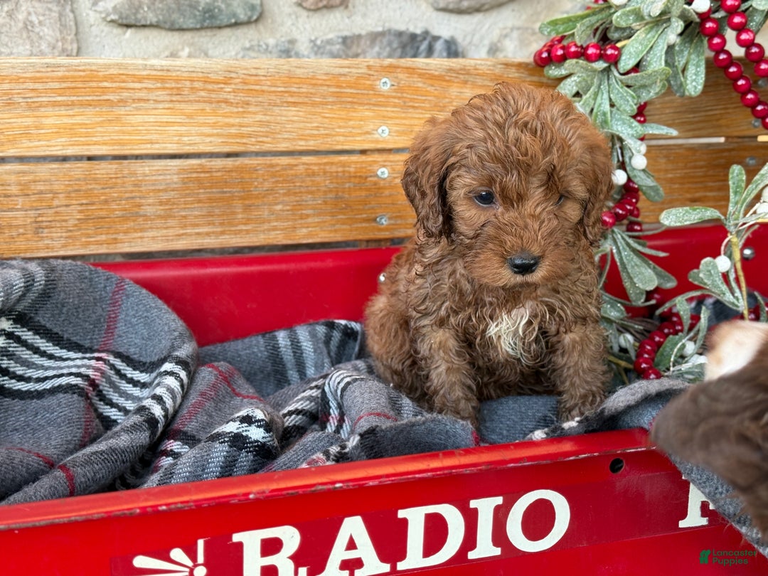 Mini Goldendoodle dogs for sale: Ilsa - Ad 10