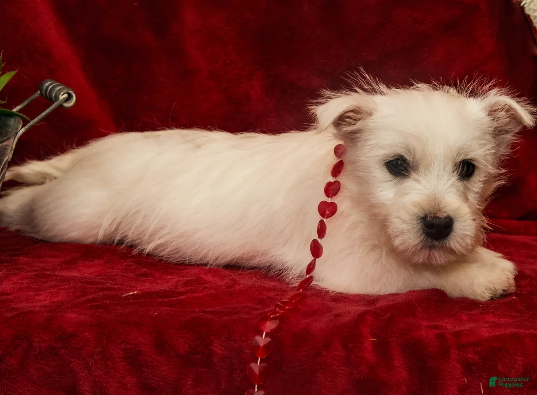 West Highland Terrier dogs for sale: Blitzen - Ad 5