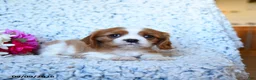 Cavalier King Charles Spaniel dogs for sale: Zoomer - Ad 5