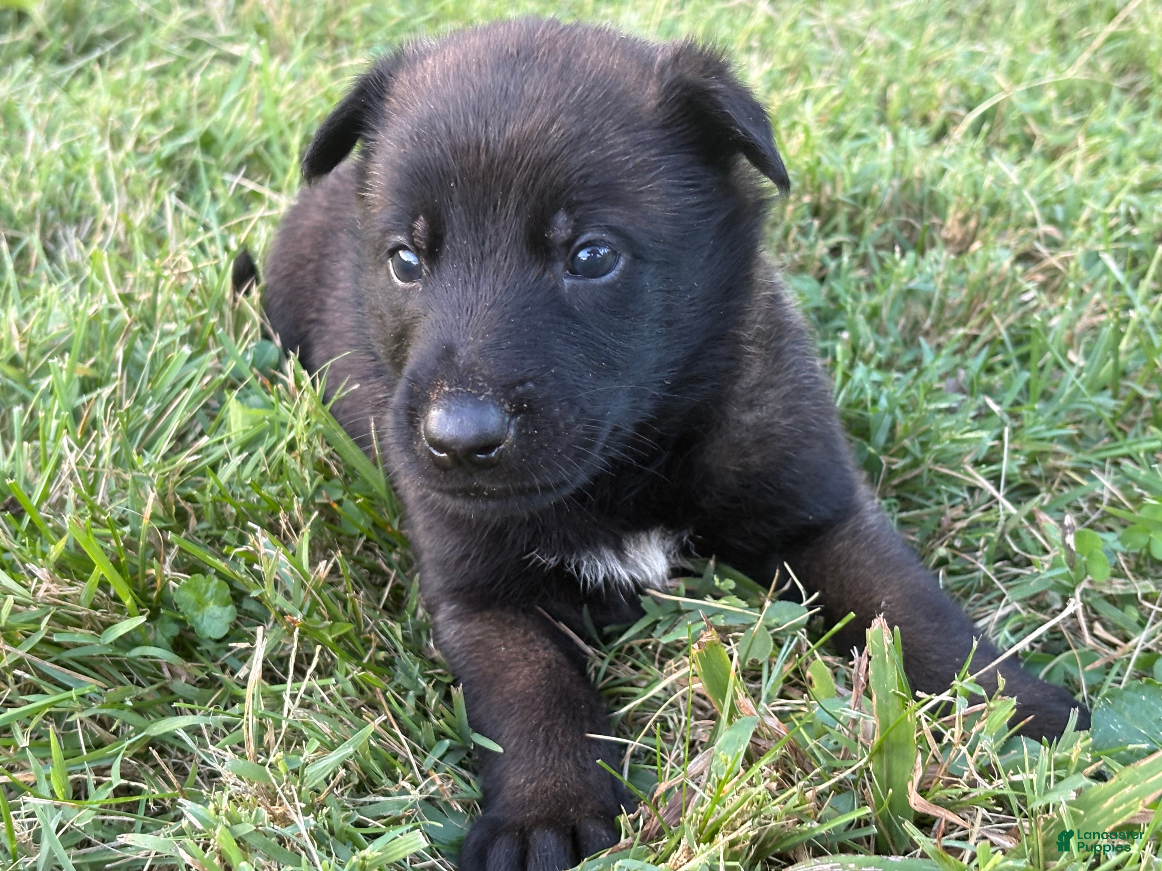 Belgian Malinois
