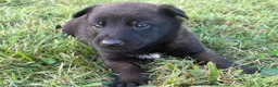 Belgian Malinois dogs for sale: Bruce Wayne (dark green) - Ad 4