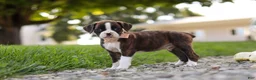 Boxer dogs for sale: Lillian - Ad 8