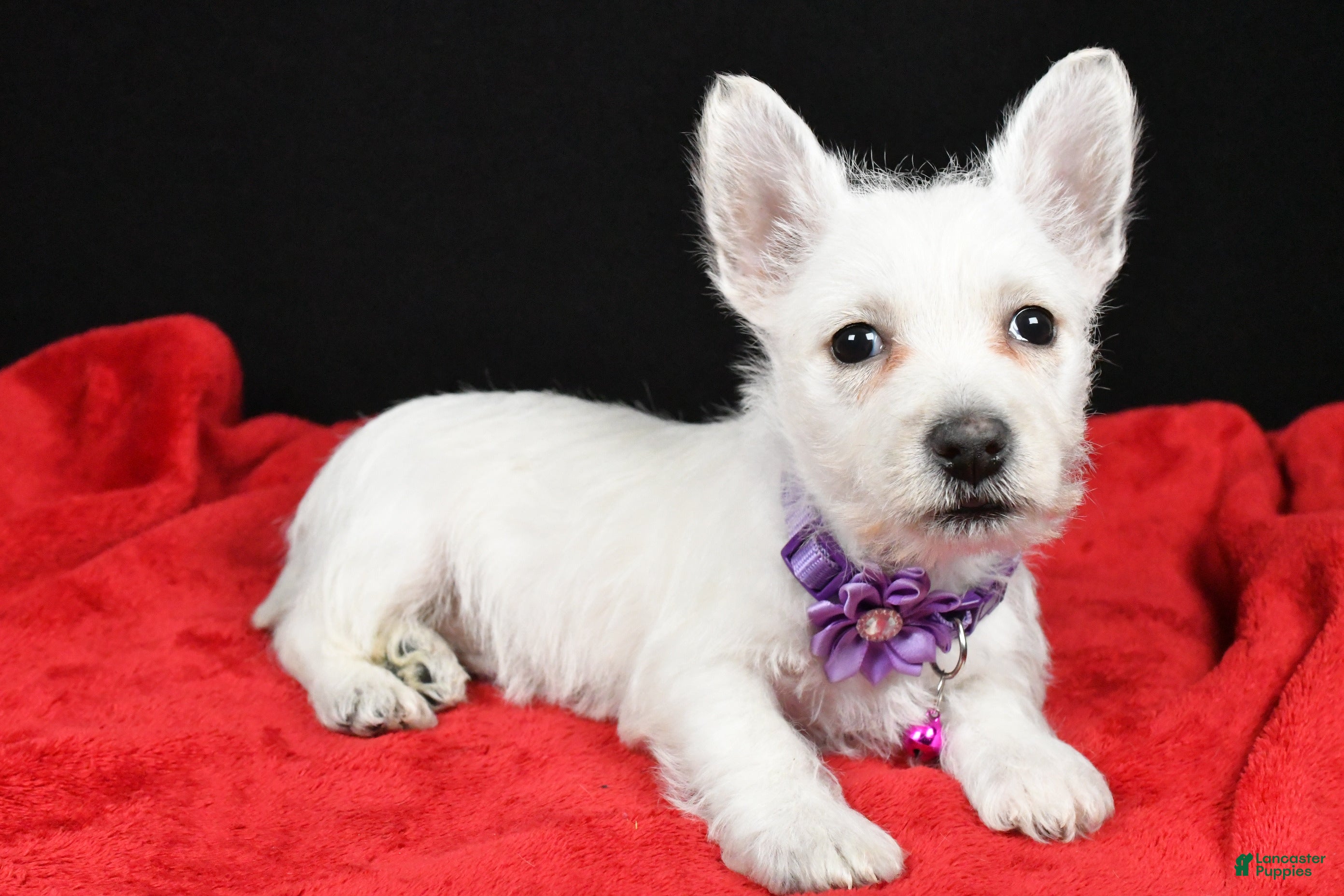 West Highland Terrier dogs Emmy - Ad 9