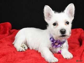 West Highland Terrier dogs Emmy - Ad 8
