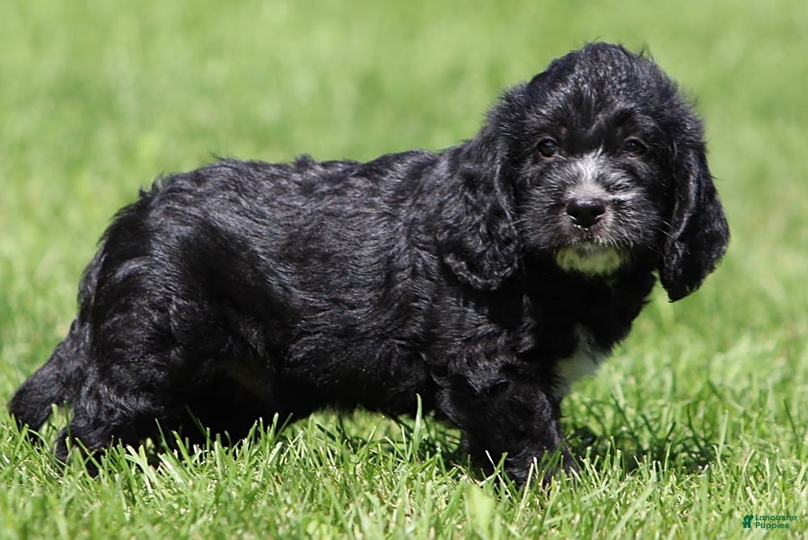 Mixed Breed dogs Bear - Ad 2