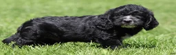 Mixed Breed dogs for sale: Bear - Ad 2