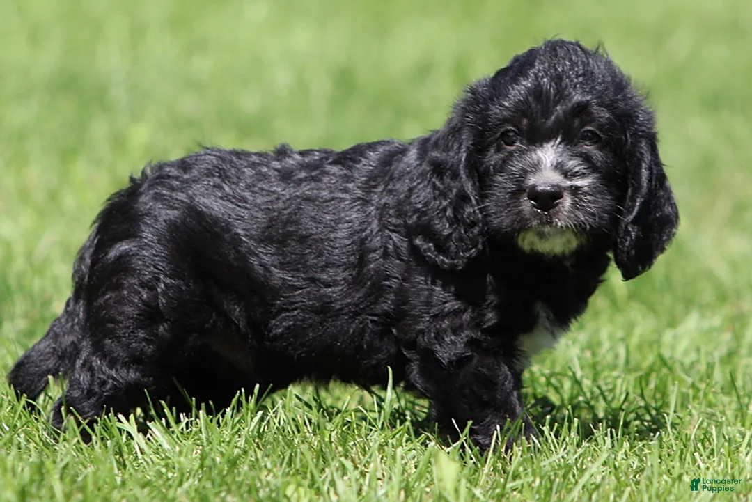 Mixed Breed dogs for sale: Bear - Ad 2