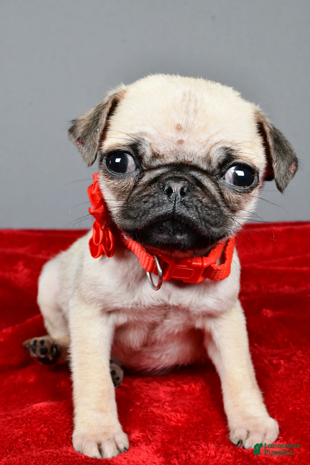 Pug dogs for sale: Tigana - Ad 6