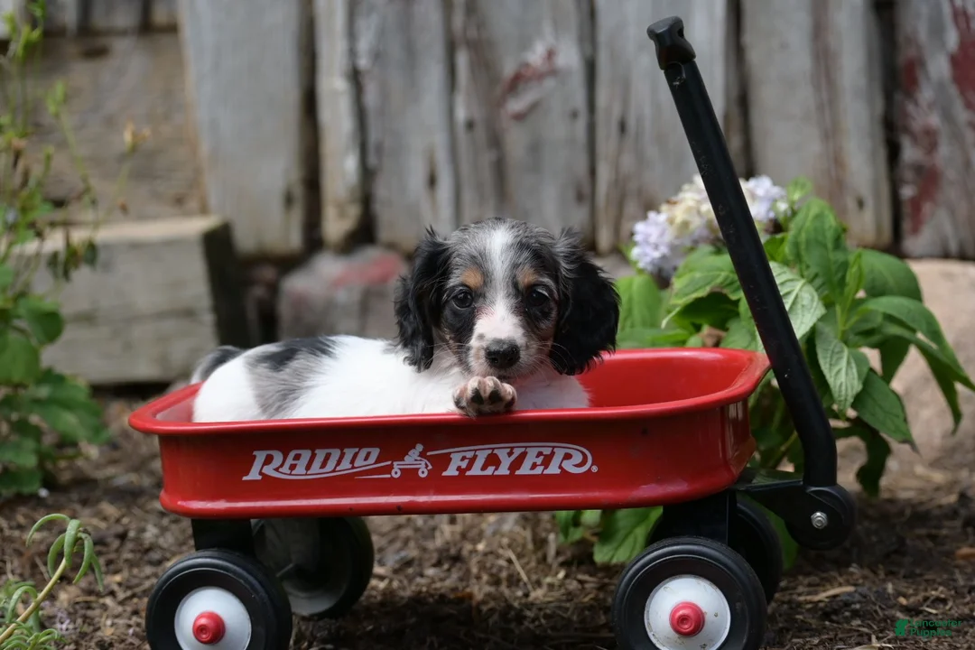 Miniature Dachshund dogs for sale: Stella - Ad 1