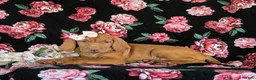 Vizsla dogs for sale: Alli - Ad 5