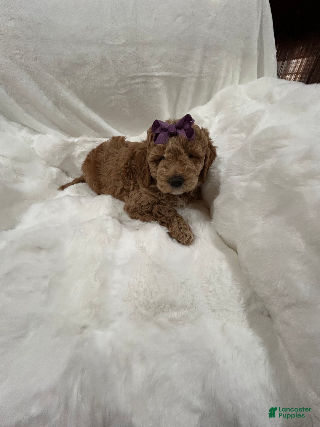 Mini Goldendoodle dogs for sale: Mini Goldendoodle Puppy Noelle - Ad 4