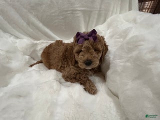 Mini Goldendoodle dogs Mini Goldendoodle Puppy Noelle - Ad 31