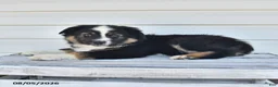 Miniature Australian Shepherd dogs for sale: Duke - Ad 3