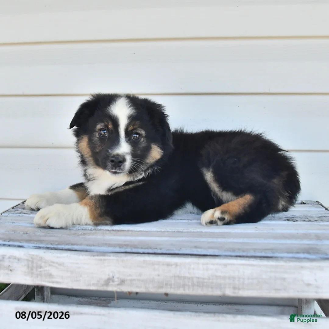 Miniature Australian Shepherd dogs for sale: Duke - Ad 3