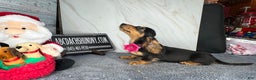 Dachshund dogs for sale: Import - Ad 4