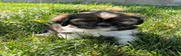 Mixed Breed dogs for sale: Sonya - Ad 4