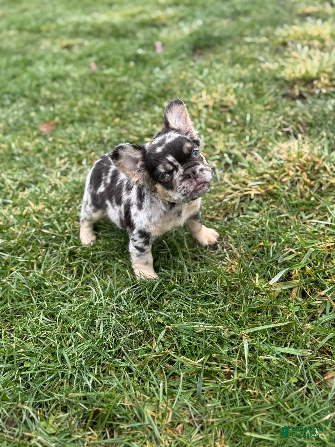 French Bulldog dogs for sale: Fluffy Louie - Ad 2