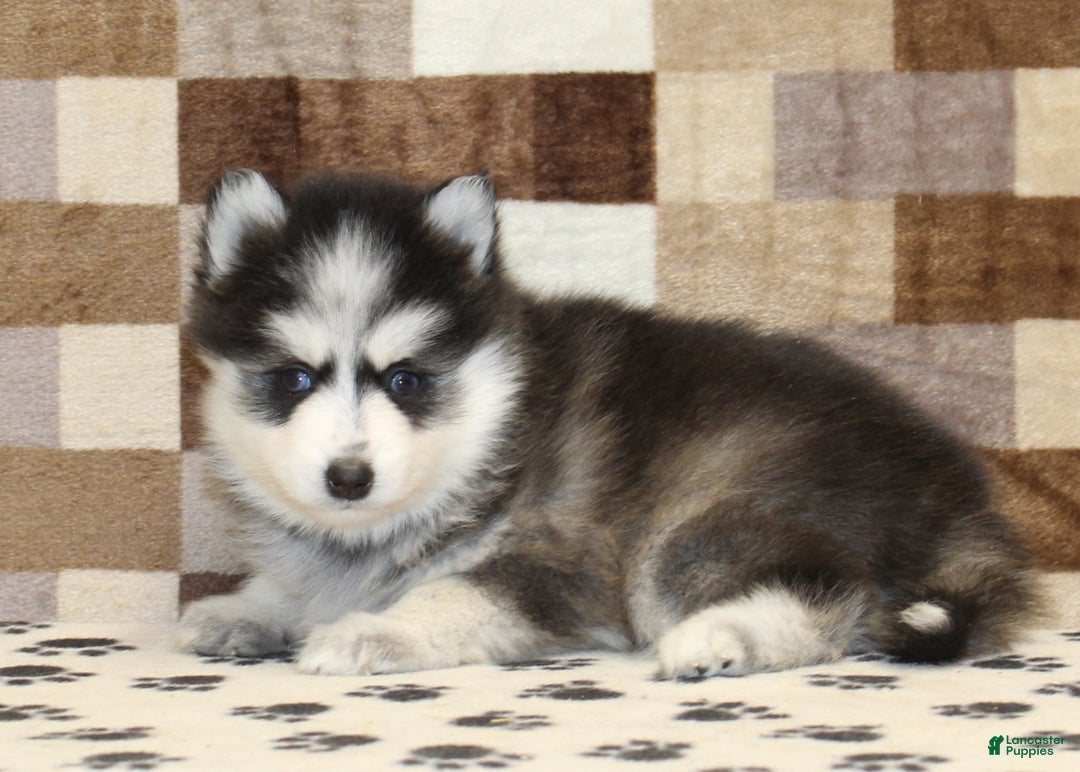 Pomsky dogs for sale: Penny - Ad 2