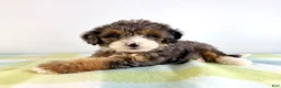 Bernedoodle dogs for sale: Rex - Ad 4
