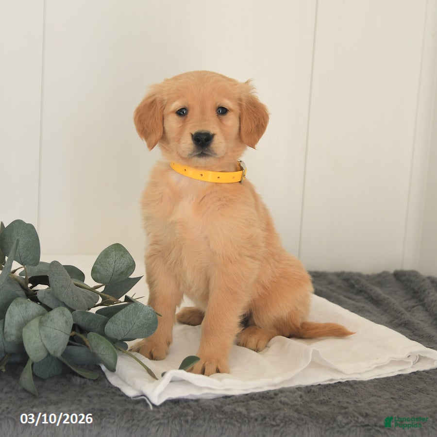 Golden Retriever dogs Maple   - Ad 2