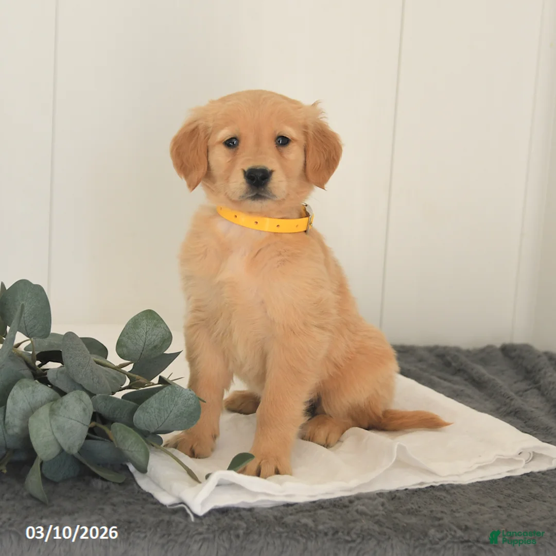 Golden Retriever dogs for sale: Maple   - Ad 2
