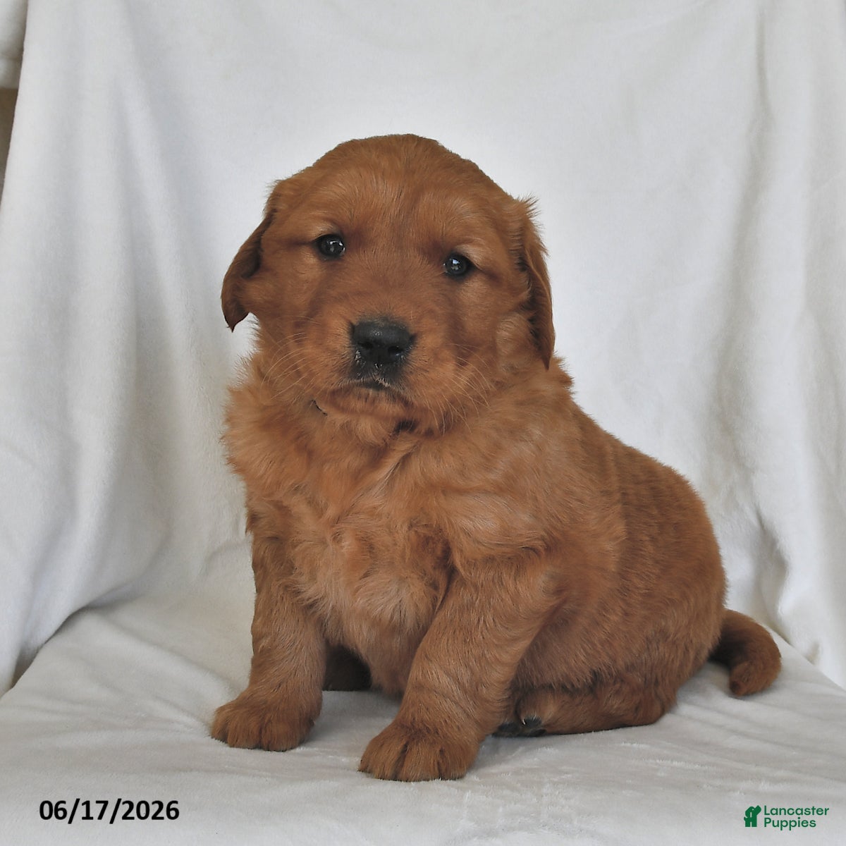 Golden Retriever dogs Cody - Ad 1