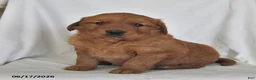 Golden Retriever dogs for sale: Cody - Ad 1