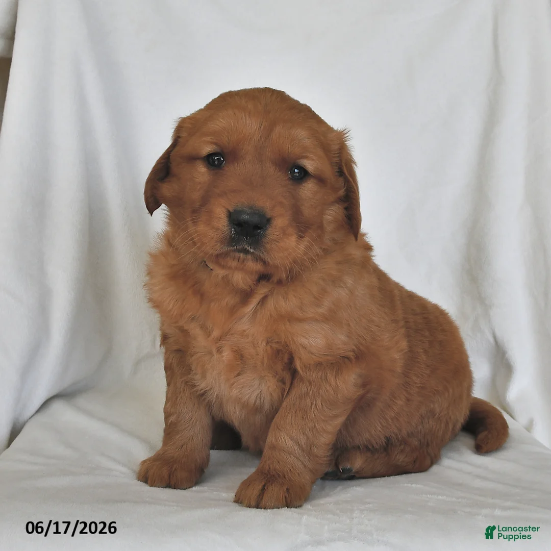 Golden Retriever dogs for sale: Cody - Ad 1