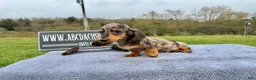 Miniature Dachshund dogs for sale: AKC Russian- Pra clear sale - Ad 5