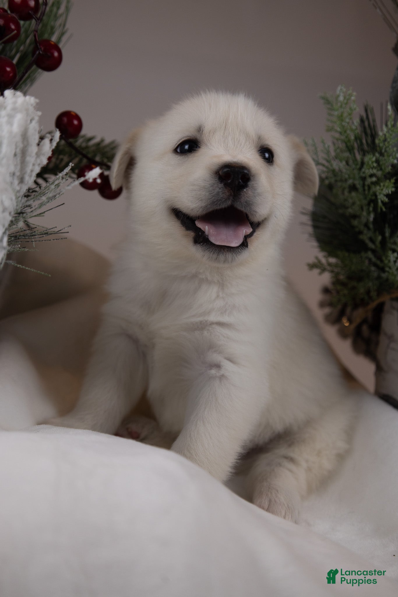 Goberian dogs Pearl - Ad 19