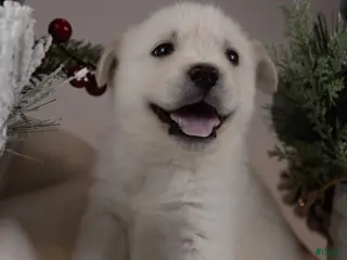 Goberian dogs Pearl - Ad 10