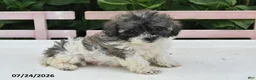 Teddy Bear dogs for sale: Asher - Ad 3