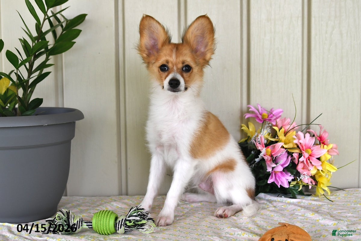 Papillon dogs Dylan - Ad 2