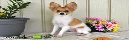 Papillon dogs for sale: Dylan - Ad 2