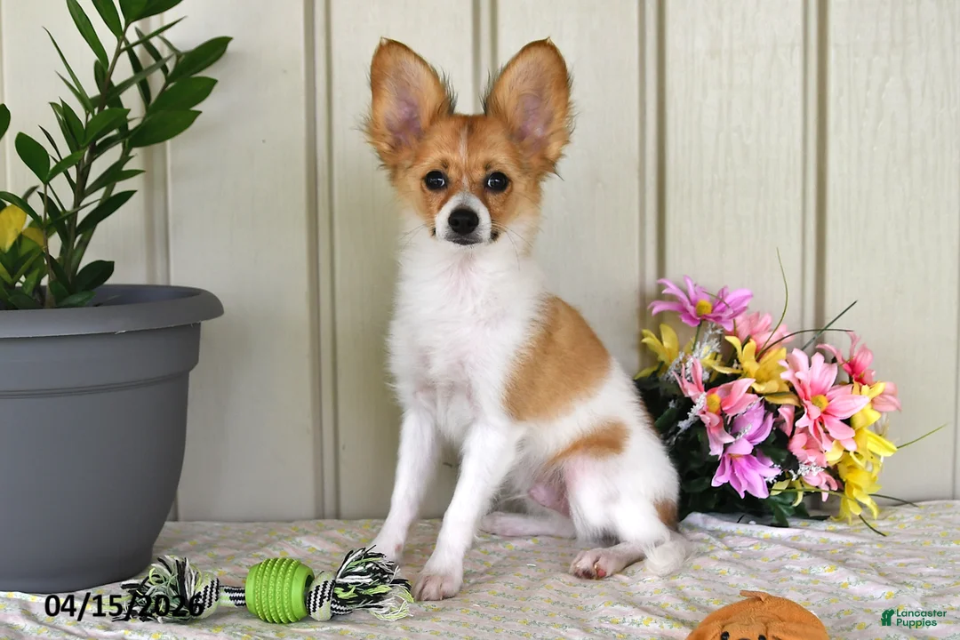 Papillon dogs for sale: Dylan - Ad 2