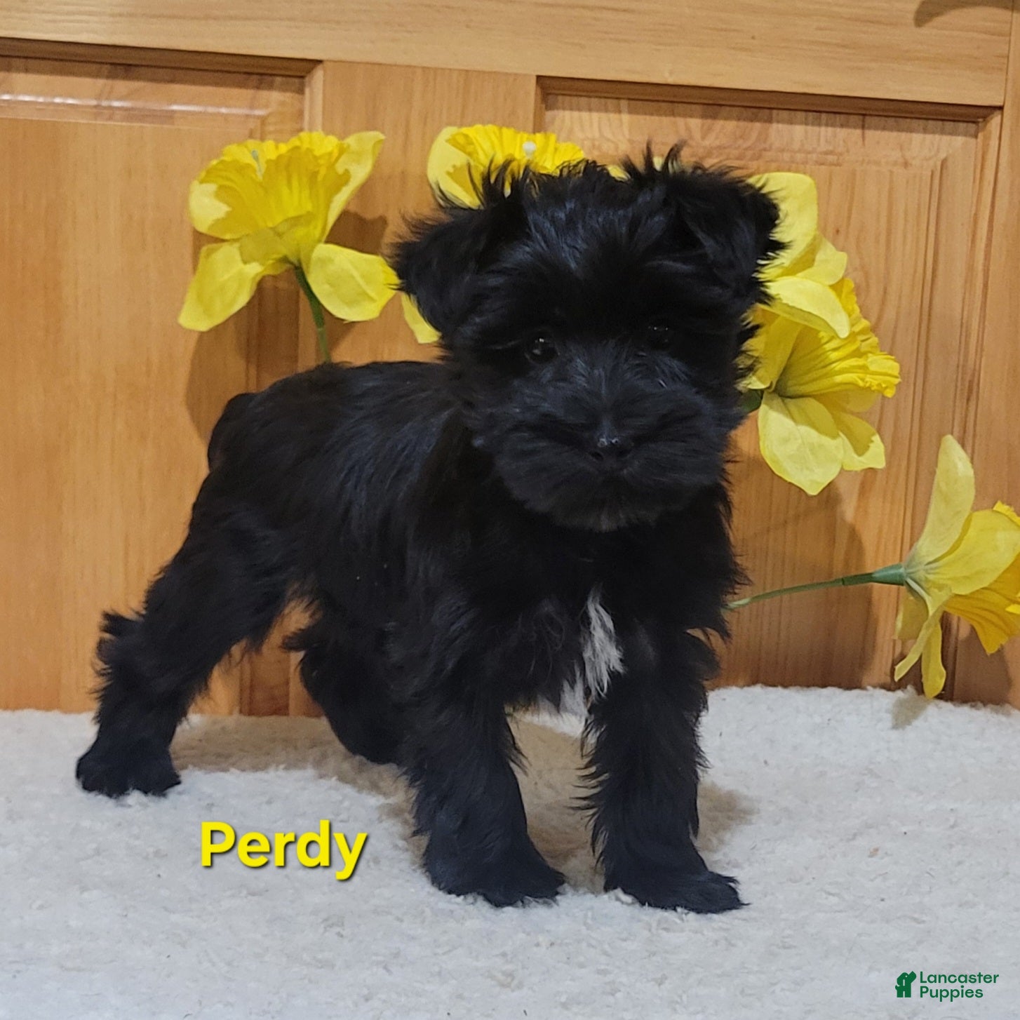 Morkie dogs Perdy - Ad 1