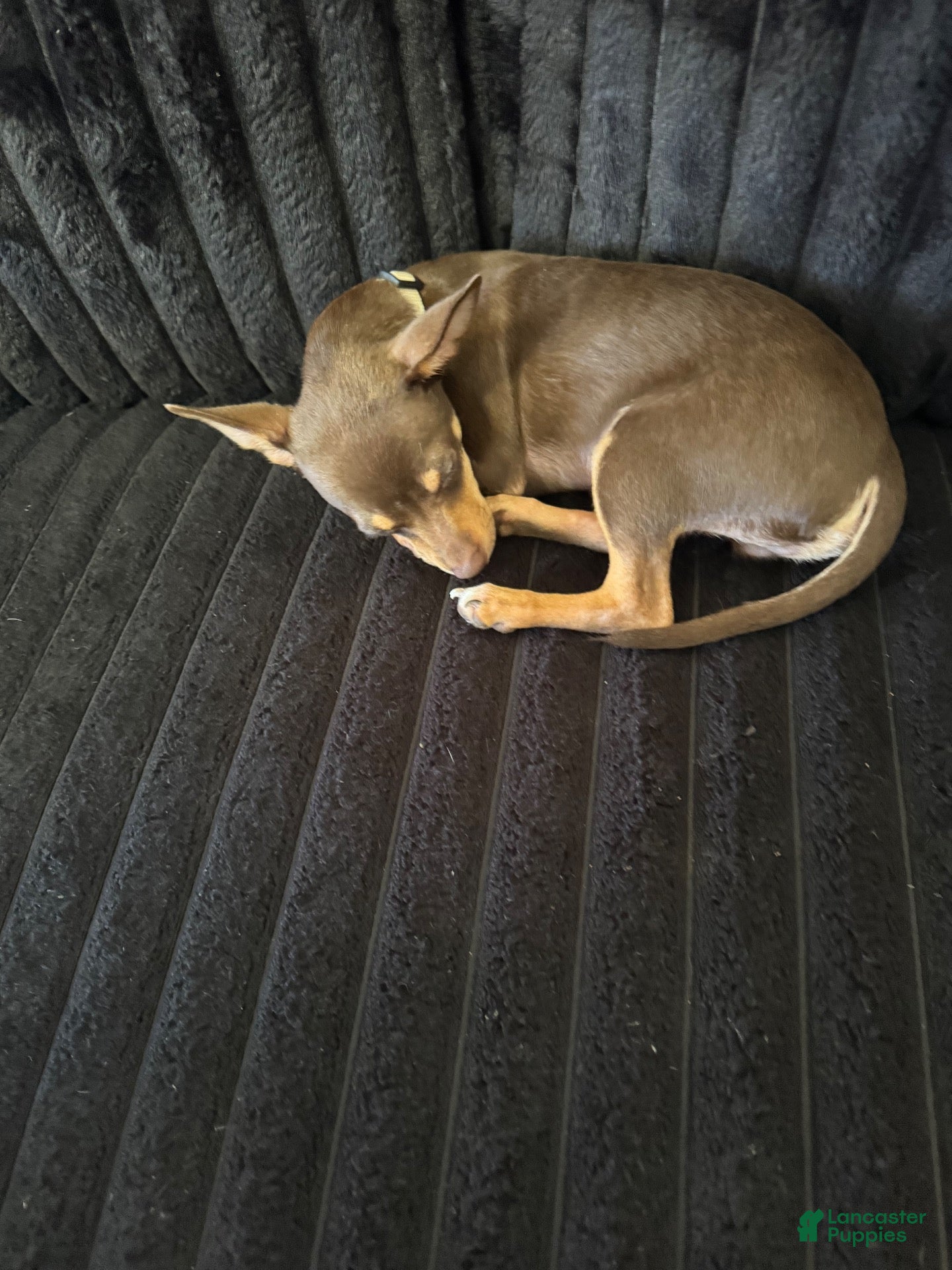 Chihuahua dogs for sale: Chihuahua 1 - Ad 26