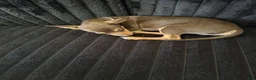 Chihuahua dogs for sale: Chihuahua 1 - Ad 1