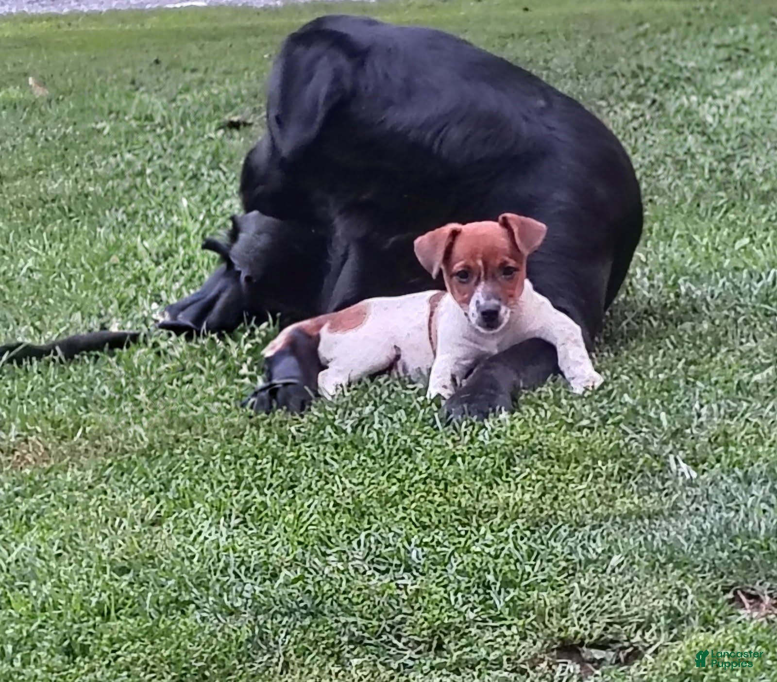 Jack Russell Terrier dogs Samantha - Ad 1