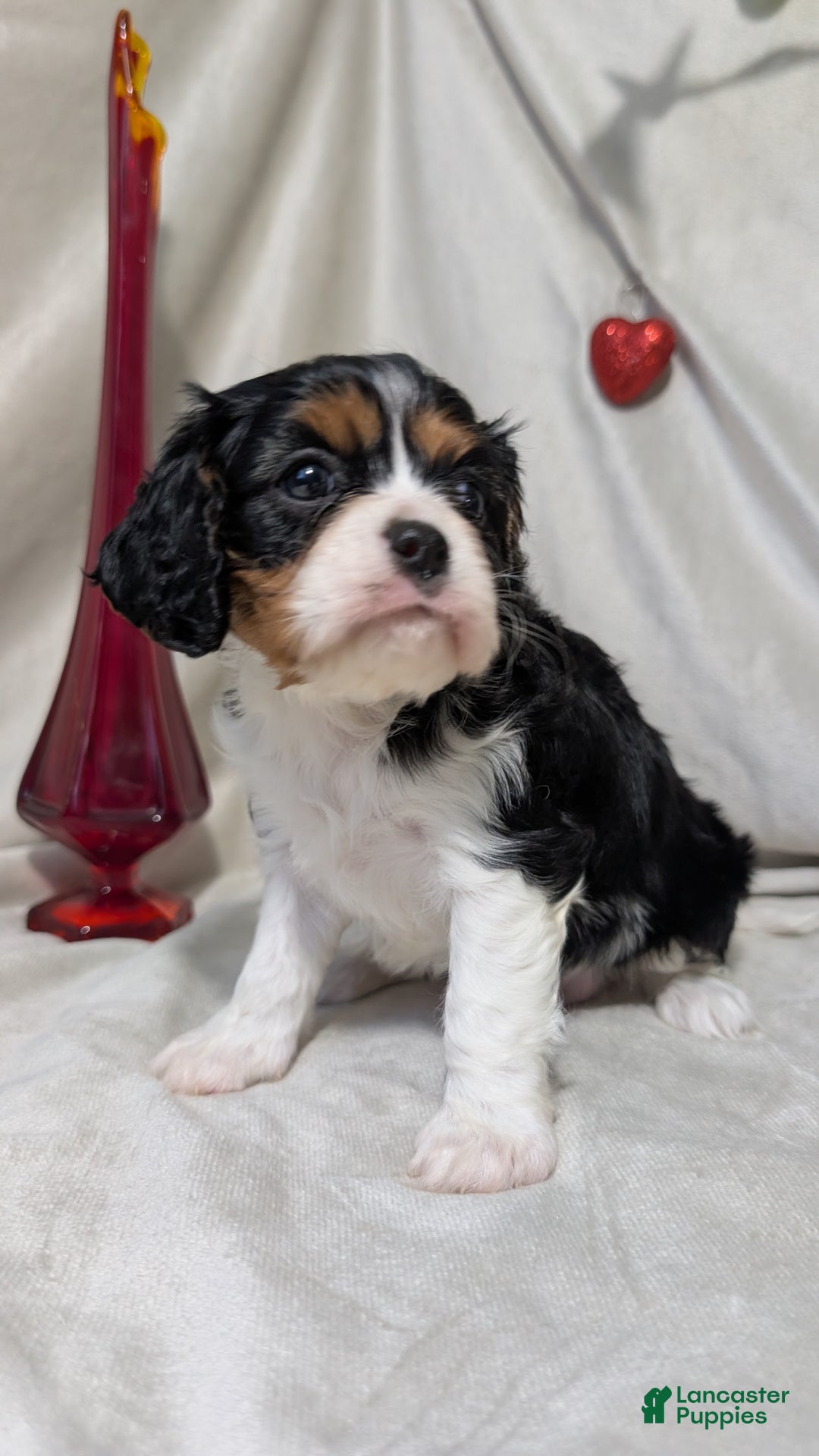 Cavalier King Charles Spaniel dogs for sale: Roscoe  - Ad 5