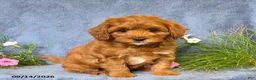 Cavapoo dogs for sale: Toby - Ad 9