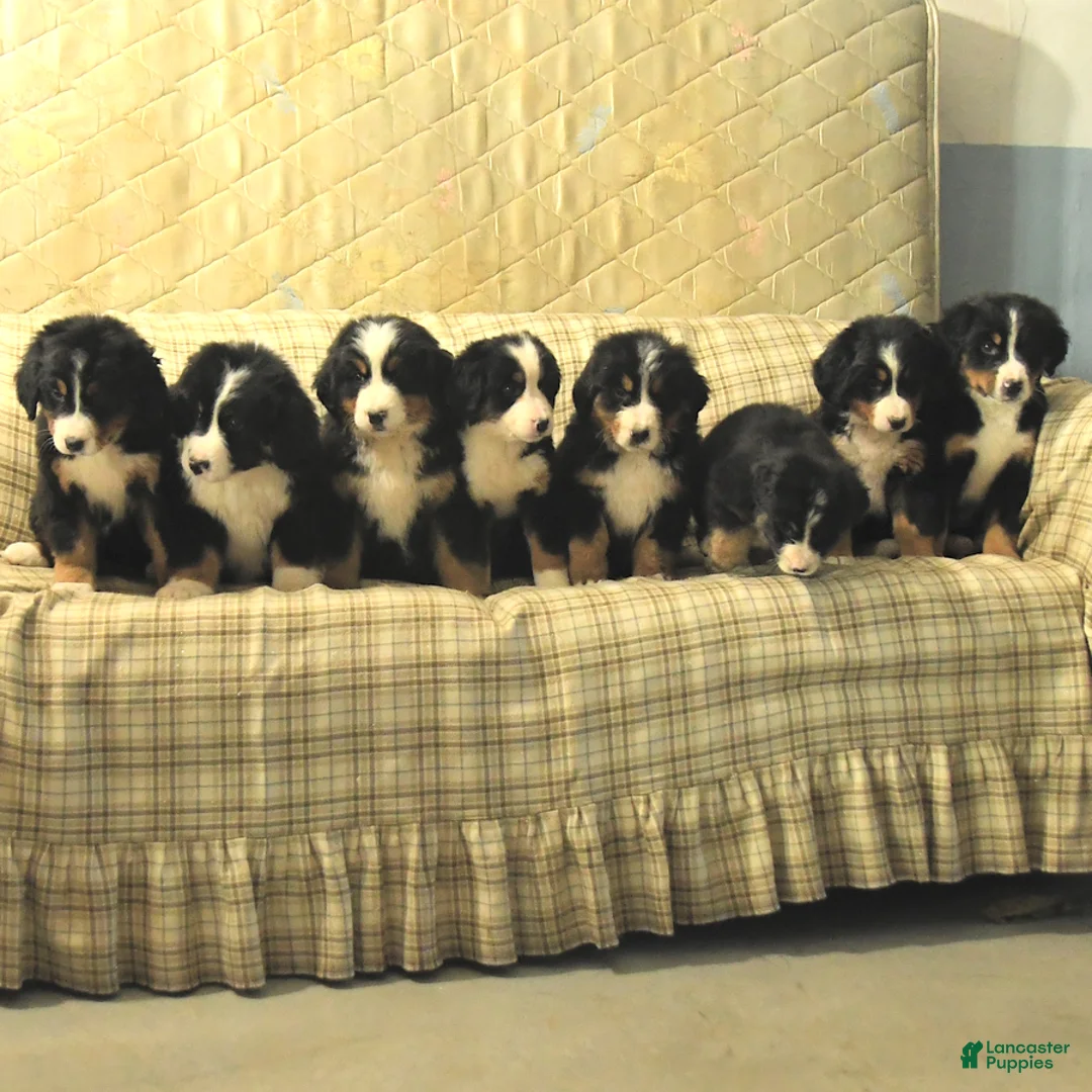 Bernedoodle dogs for sale: Rambo - Ad 2