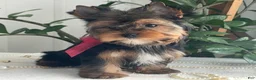 Yorkshire Terrier dogs for sale: Frisby - Ad 8