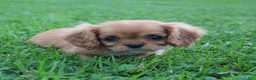 King Charles Spaniel dogs for sale: King Charles Spaniel 1 - Ad 6
