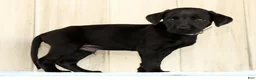 Labrador Retriever dogs for sale: Brady - Ad 7