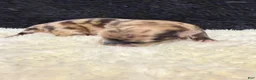 Chihuahua dogs for sale: Chihuahua 1 - Ad 9