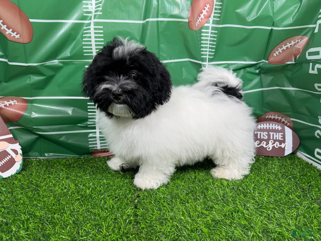 Havanese dogs for sale: Havanese Puppy 1 - Ad 10