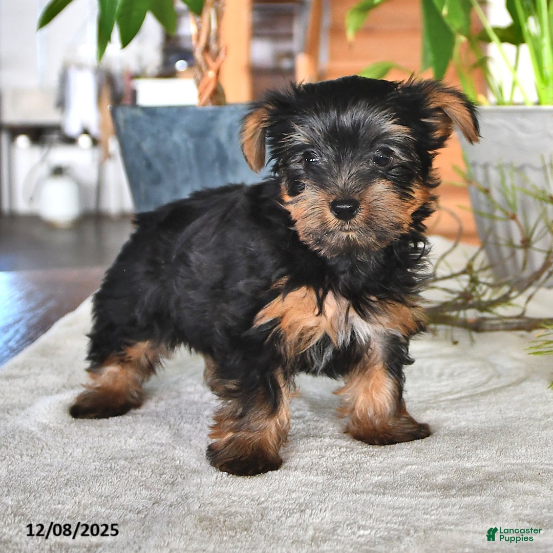 Yorkshire Terrier dogs for sale: Benji - Ad 2