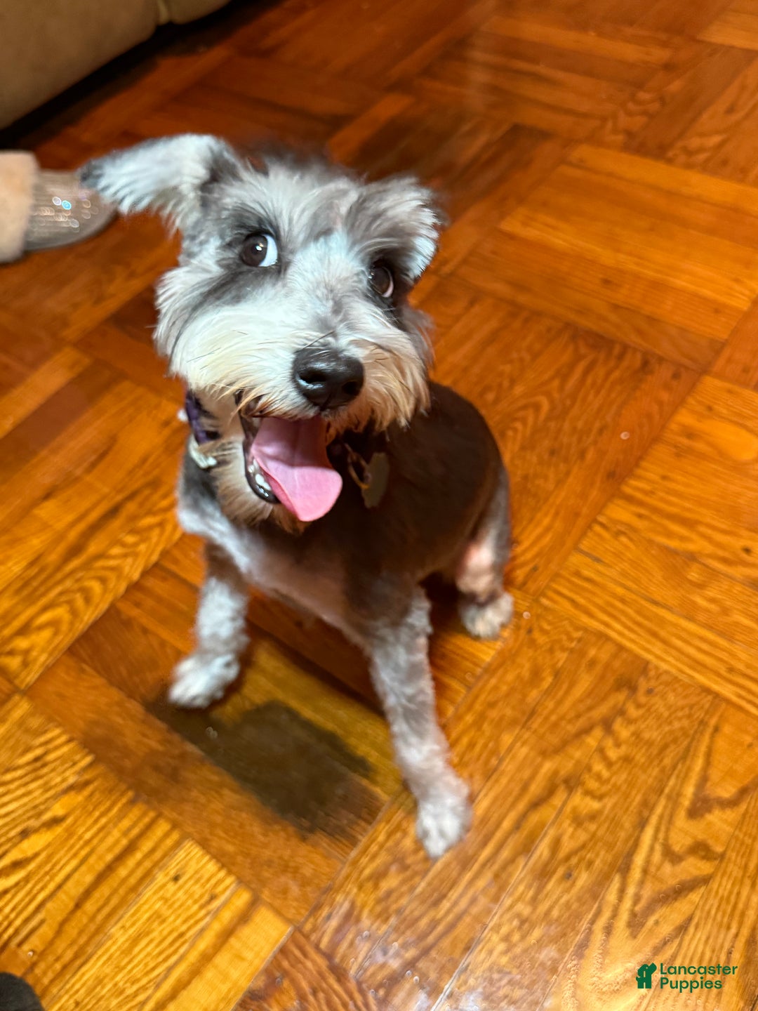 Miniature Schnauzer dogs for sale: BELLA - Ad 3