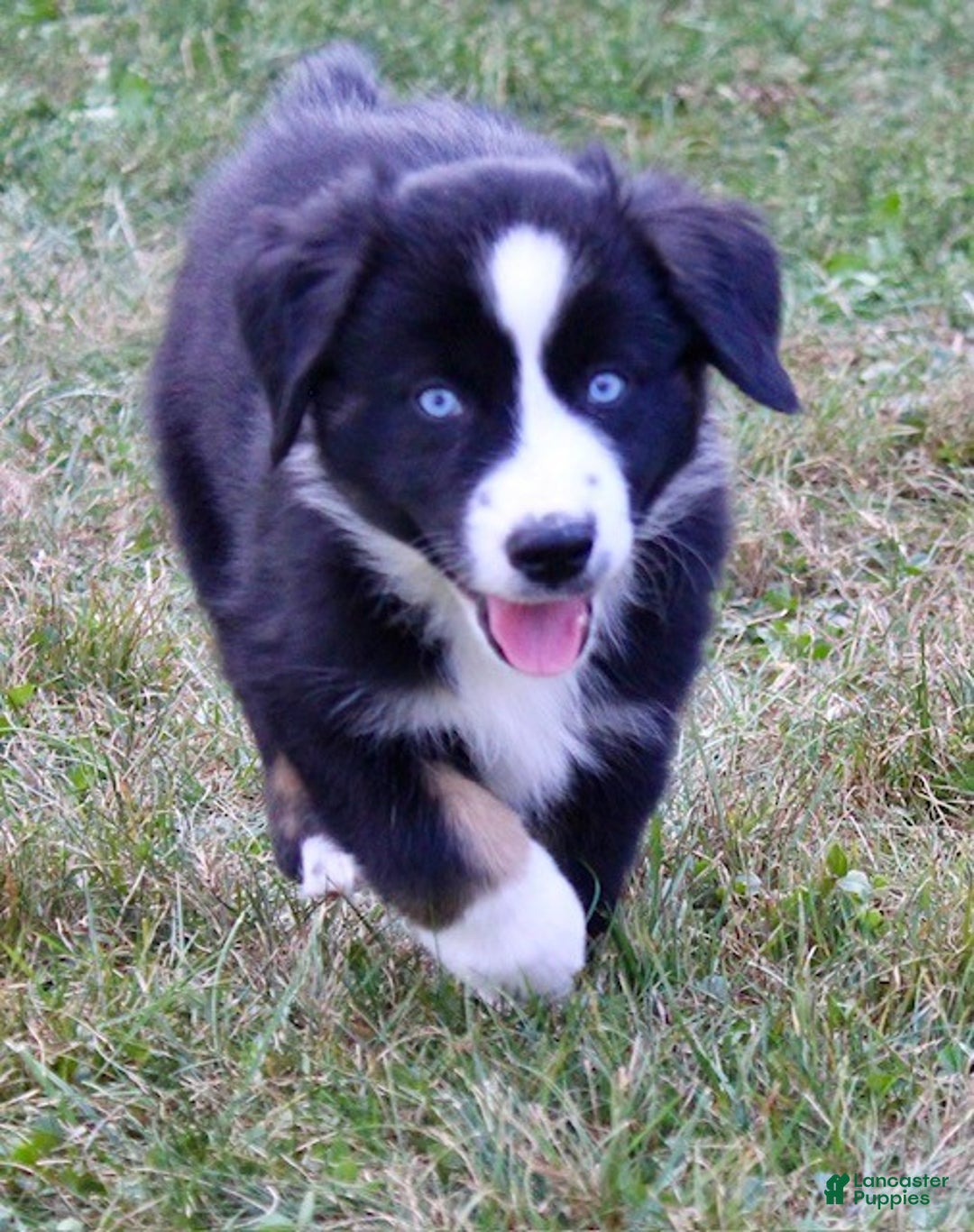 Miniature Australian Shepherd dogs for sale: Max - Ad 2